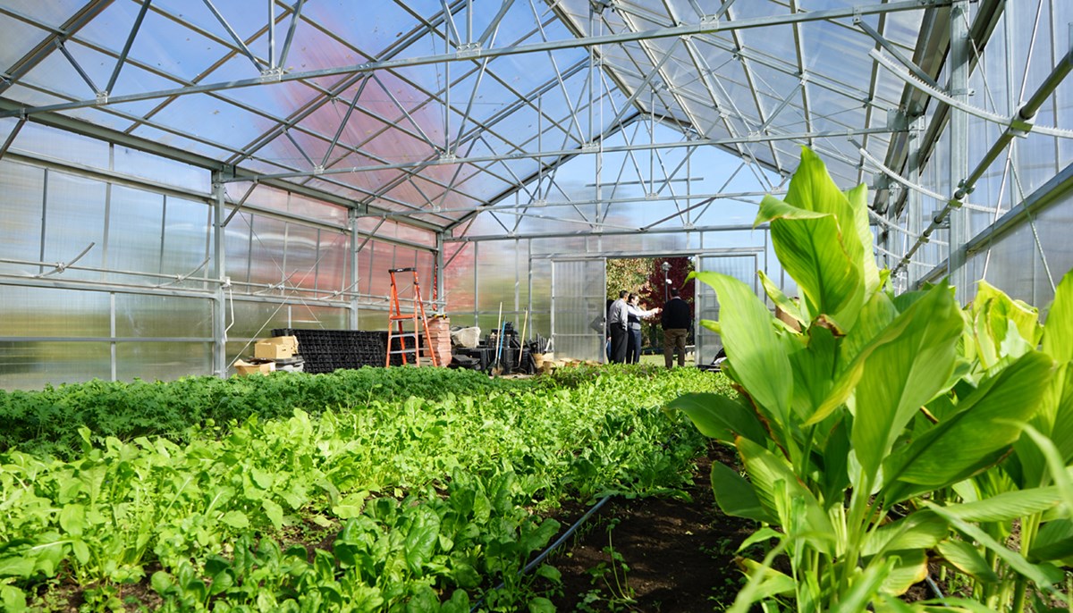 interior shot of crops growing in the greenhouse on East campus