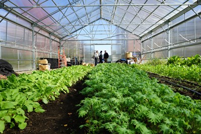 Rows of crops grow inside the university's Urban Agriculture Greenhouse.