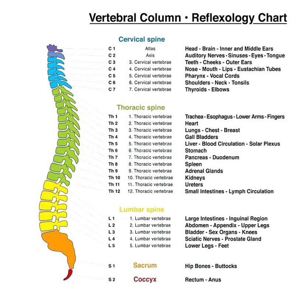 Graphic: Vertebral Colum Reflexology Chart