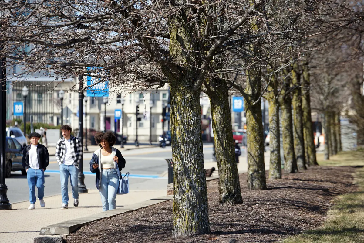 A trio of students walk along a sidewalk adjacent to a row of blooming trees
