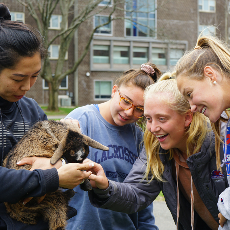 Students pat a baby goat as part of UML's Wellness Center's stress relief events during finals