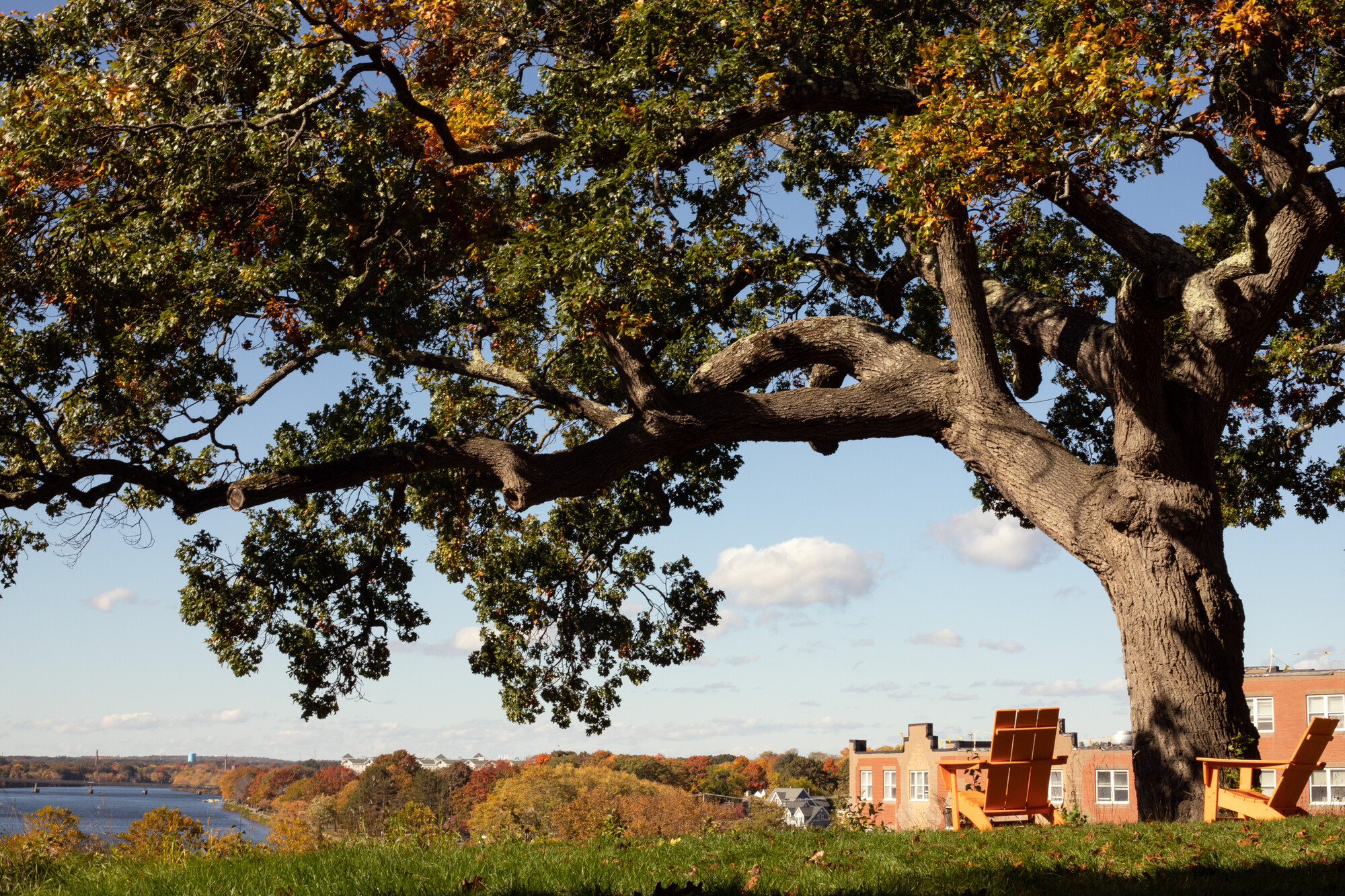 Oak tree with two chairs overlooking a river and autumn landscape