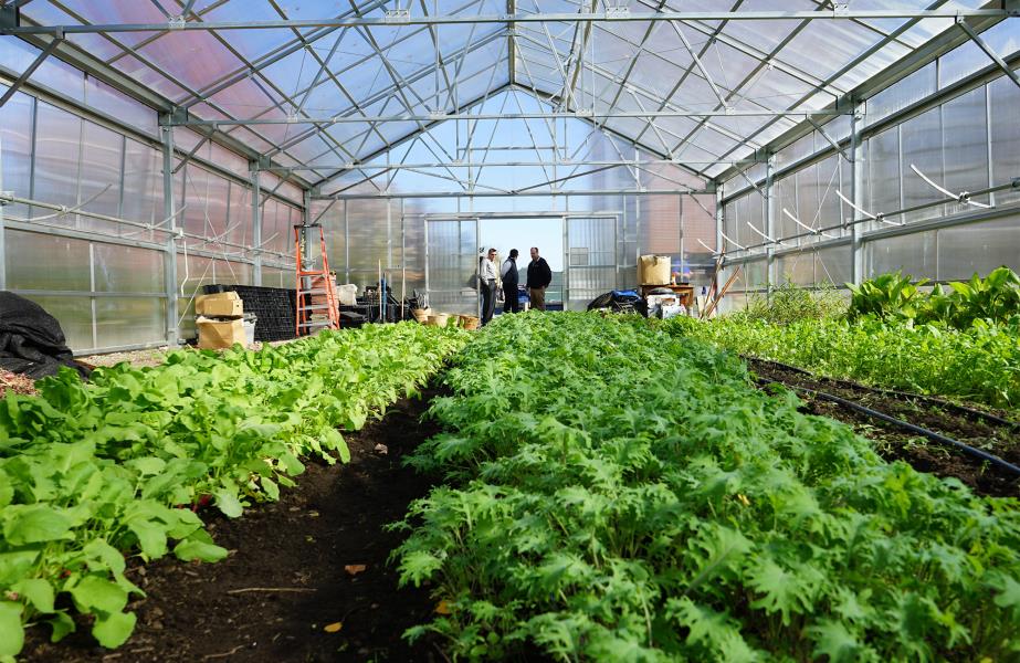 Seedlings grow on tables inside the urban greenhouse