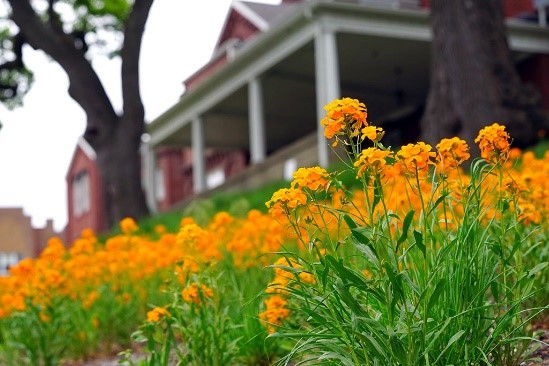 Orange flowers in bloom in front of Allen House